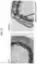 Fig. 14 - Alfalfa with reduced lignin composition