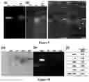 Fig. 08 - Virus-like particles and uses thereof