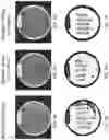 Fig. 04 - Isolated polynucleotides and polypeptides, and methods of using same for increasing plant yield and/or agricultural characteristics