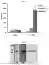 Fig. 23 - Engineering pathogen resistance in plants
