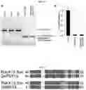 Fig. 49 - Engineering pathogen resistance in plants