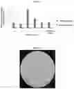 Fig. 03 - BACILLUS MUCILAGINOSUS AND HIGH-DENSITY FERMENTATION METHOD AND USE THEREOF