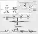 Fig. 01 - Process for the production of bio-butanol by fermentation of glycosidic waste matter