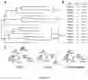 Fig. 08 - BIOLOGICAL PRODUCTION OF ß-LACTONES