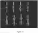 Fig. 63 - Antigen binding molecules and methods of use thereof