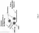 Fig. 02 - Methods for performing multiplexed real-time PCR