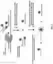 Fig. 03 - Methods for performing multiplexed real-time PCR
