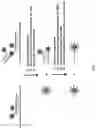 Fig. 04 - Methods for performing multiplexed real-time PCR