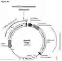 Fig. 08 - OLIGONUCLEOTIDE BINDING AGENTS
