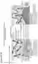 Fig. 32 - OLIGONUCLEOTIDE BINDING AGENTS