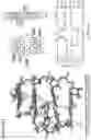 Fig. 50 - OLIGONUCLEOTIDE BINDING AGENTS