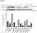 Fig. 60 - OLIGONUCLEOTIDE BINDING AGENTS