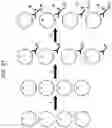 Fig. 22 - Methods, systems, and compositions for counting nucleic acid molecules