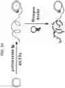 Fig. 24 - Methods, systems, and compositions for counting nucleic acid molecules