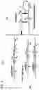 Fig. 13 - SWITCH-LIKE ISOTHERMAL DNA AMPLIFICATION DEMONSTRATING A NON-LINEAR AMPLIFICATION RATE