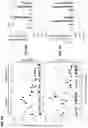 Fig. 10 - METHOD FOR NUCLEIC ACID AMPLIFICATION