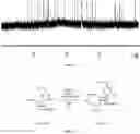 Fig. 08 - Osmiumtetroxide-based conversion of RNA and DNA containing thiolated nucleotides