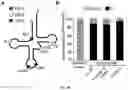 Fig. 12 - Osmiumtetroxide-based conversion of RNA and DNA containing thiolated nucleotides