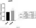 Fig. 15 - Osmiumtetroxide-based conversion of RNA and DNA containing thiolated nucleotides