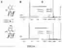 Fig. 16 - Osmiumtetroxide-based conversion of RNA and DNA containing thiolated nucleotides
