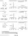Fig. 17 - Osmiumtetroxide-based conversion of RNA and DNA containing thiolated nucleotides