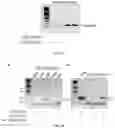 Fig. 23 - Osmiumtetroxide-based conversion of RNA and DNA containing thiolated nucleotides