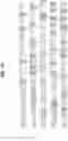 Fig. 02 - Digital sequence analysis of DNA methylation