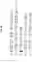 Fig. 14 - Digital sequence analysis of DNA methylation