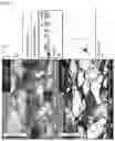 Fig. 05 - Soft high-silicon steel sheet and manufacturing method thereof