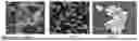 Fig. 01 - Synthesis of core-shell nanoparticles and applications of said nanoparticles for surface enhanced Raman scattering