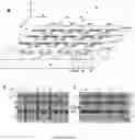 Fig. 11 - SILANE BASED SURFACES WITH EXTREME WETTABILITIES