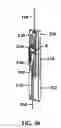 Fig. 22 - Lever action automatic shootbolt operator with magnetically-triggered locking mechanism