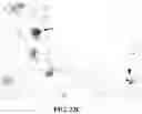 Fig. 36 - Representative diagnostics