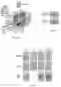 Fig. 10 - Active transport of charged molecules into, within, and/or from charged matrices