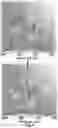 Fig. 05 - Methods and systems for measuring anions