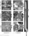 Fig. 08 - Integrated multi-electrode array and trans-endothelial electrical resistance in organ-on-a-chip microsystems