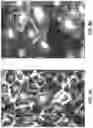 Fig. 13 - Integrated multi-electrode array and trans-endothelial electrical resistance in organ-on-a-chip microsystems