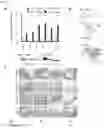 Fig. 04 - Method for producing disease modeling non-human animal, disease modeling non-human animal, and method for screening drug and method for determining risk of disease using the same