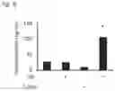 Fig. 06 - Method for producing disease modeling non-human animal, disease modeling non-human animal, and method for screening drug and method for determining risk of disease using the same