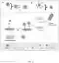 Fig. 05 - NANOPARTICLE-ENHANCED ENZYMATIC IMMUNE BIOSENSOR ASSAY FOR ANTIGEN DETECTION