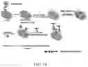 Fig. 20 - NANOPARTICLE-ENHANCED ENZYMATIC IMMUNE BIOSENSOR ASSAY FOR ANTIGEN DETECTION