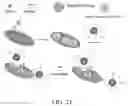Fig. 22 - NANOPARTICLE-ENHANCED ENZYMATIC IMMUNE BIOSENSOR ASSAY FOR ANTIGEN DETECTION