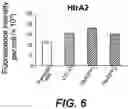 Fig. 07 - Methods for in vitro investigating mitochondrial replication dysfunction in a biological sample, kits and uses thereof, therapeutic methods against progeroid-like syndromes or symptoms and screening method for identifying particular protease inhibitor(s) and/or nitroso-redox stress scavenger compound(s)