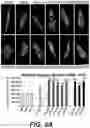 Fig. 09 - Methods for in vitro investigating mitochondrial replication dysfunction in a biological sample, kits and uses thereof, therapeutic methods against progeroid-like syndromes or symptoms and screening method for identifying particular protease inhibitor(s) and/or nitroso-redox stress scavenger compound(s)