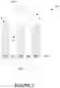 Fig. 03 - FABRICATION OF LOW DEFECTIVITY ELECTROCHROMIC DEVICES