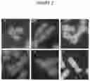 Fig. 03 - Smart microscope system for radiation biodosimetry