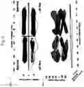 Fig. 07 - Multidimensional analysis of gait in rodent