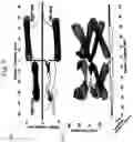 Fig. 10 - Multidimensional analysis of gait in rodent