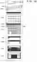 Fig. 24 - Inkjet printing apparatus and control method therefor