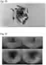 Fig. 15 - Multisensory wound simulation